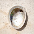 ABALONE SHELL